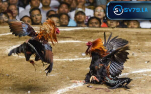 Những Điều Cần Phải Lưu Ý Khi Chơi Đá Gà Thomo