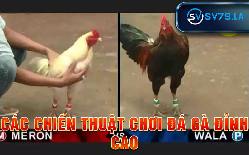 Đá Gà Cựa Đao - Khinh Nghiệm Chơi Đá Gà Hiệu Quả Nhất Các Chiến Thuật Chơi Đá Gà Đỉnh Cao
