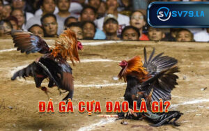 Đá Gà Cựa Đao Là Gì?