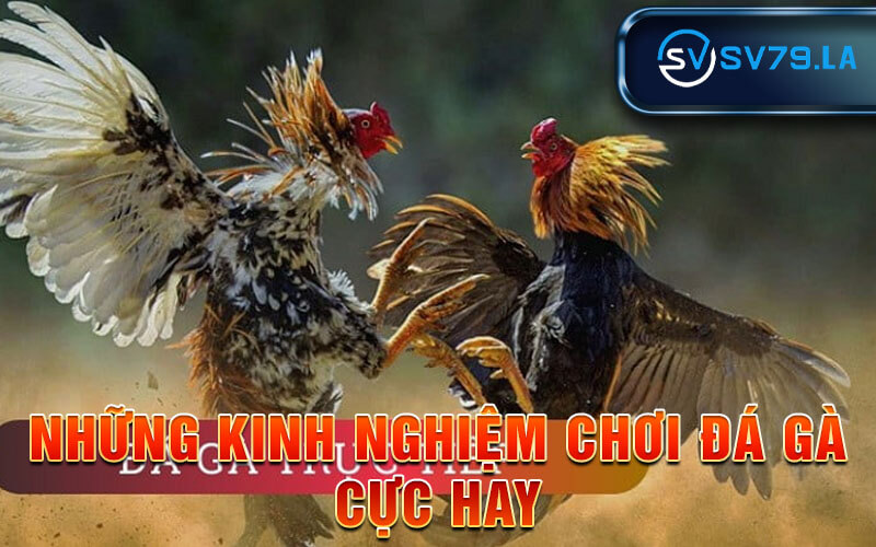 Đá Gà Cựa Đao - Khinh Nghiệm Chơi Đá Gà Hiệu Quả Nhất Những Kinh Nghiệm Chơi Đá Gà Cực Hay